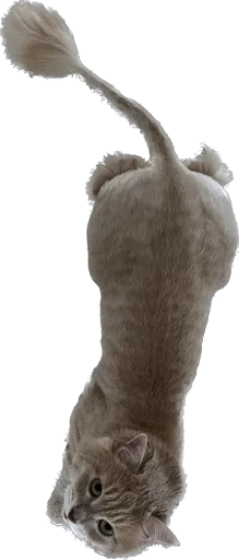 Sticker Turboscat - 1