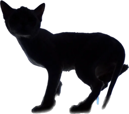 Стикер Turboscat - 1