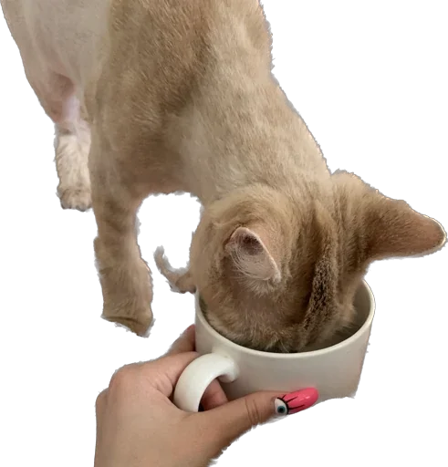 Стикер Turboscat - 1