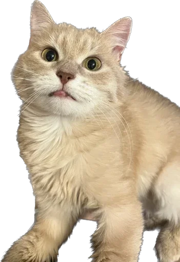 Стикер Turboscat - 1