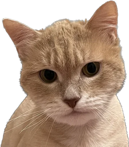 Sticker Turboscat - 1