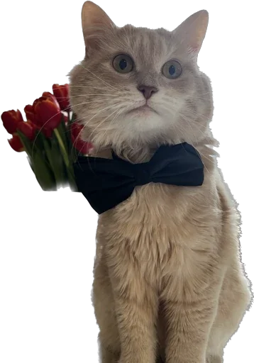 Стикер Turboscat - 1