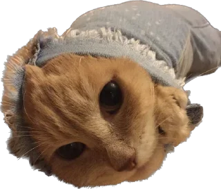 Стикер турбосина - 2