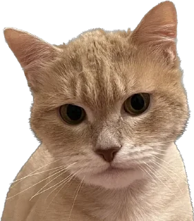 Стикер турбосина - 5