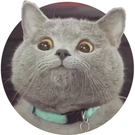 animal small to medium-sized cats whiskers