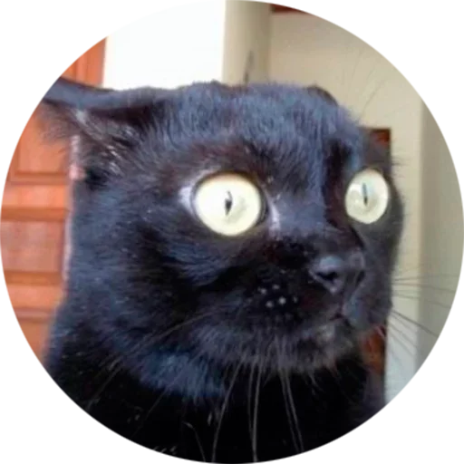 mammal small to medium-sized cats animal