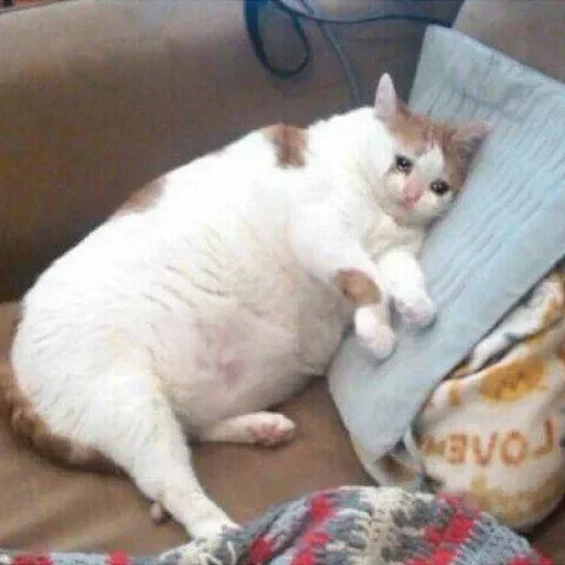 animal cat small to medium-sized cats