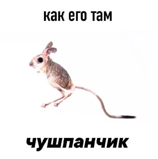 Стикер Tututurutu_by_TgEmodziBot - 1