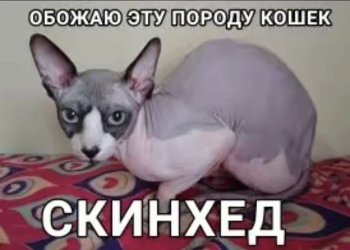 Sticker Tututurutu_by_TgEmodziBot - 1