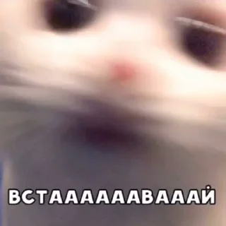 Sticker For u, bitch - 3