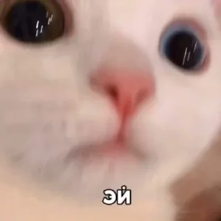 Sticker For u, bitch - 6