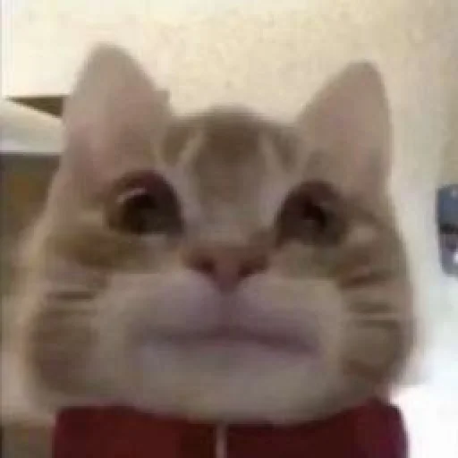 Sticker Tvoikitiki - 1