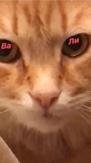 Sticker Котики - 10