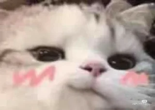 Sticker Котики - 9