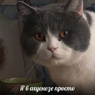 Sticker Котики - 3