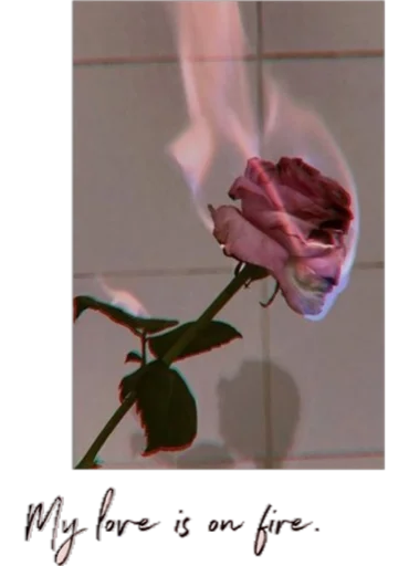 цветок лепесток ваза