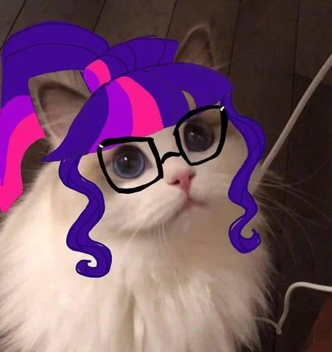 кошки малого и среднего размера очки кошка