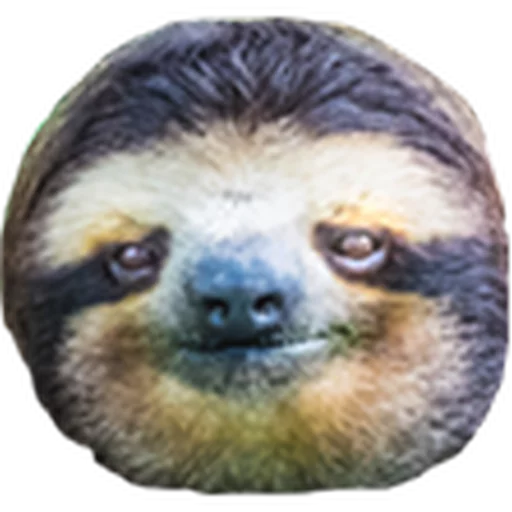 млекопитающее животное лень