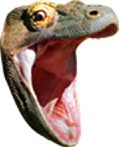 млекопитающее животное пресмыкающееся