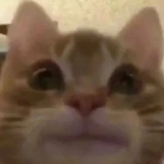 Sticker Ты чё мать?😈 - 10