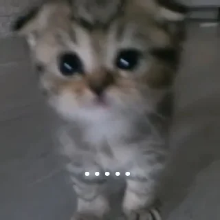 Sticker Ты чё мать?😈 - 3