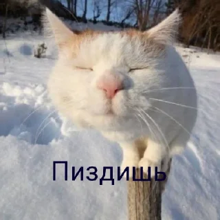 Sticker Ты чё мать?😈 - 0