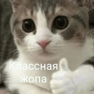 Sticker Ты чё мать?😈 - 9