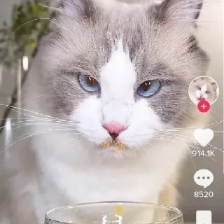 Sticker Ты чё мать?😈 - 8