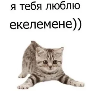 Sticker Ты чё мать?😈 - 11