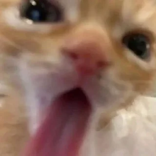 Стикер Ты писька - 7