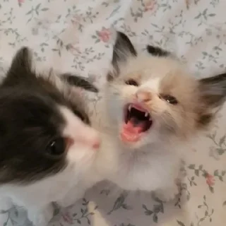 Стикер Ты писька - 1