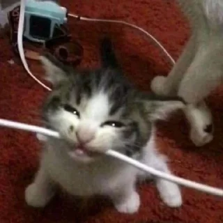 Стикер Ты писька - 3