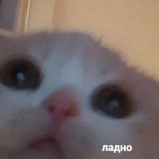 Стикер Ты писька - 9