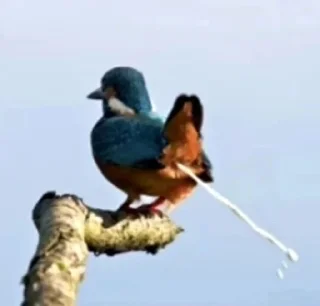 Sticker тухлые яйца - 1