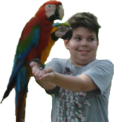 птица Человек попугай