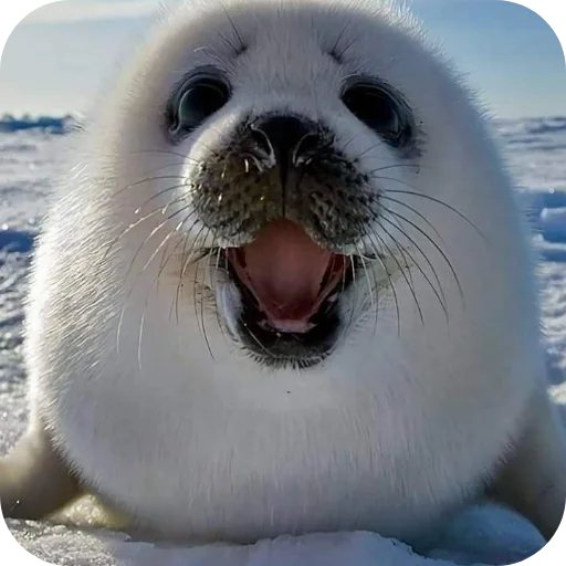 Стикер Tyulen37 - 1