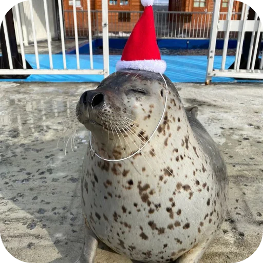 Sticker Tyulen37 - 1