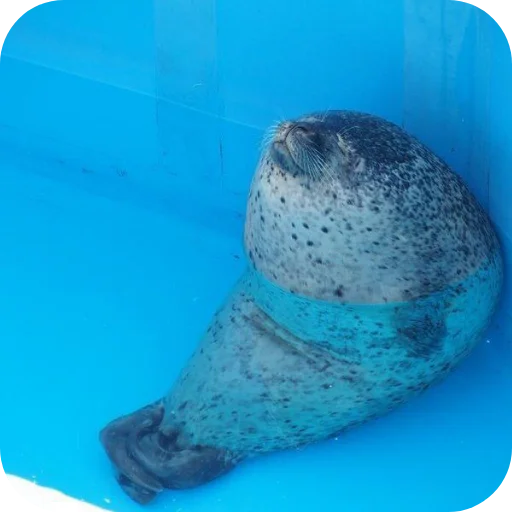 Стикер Tyulen37 - 1