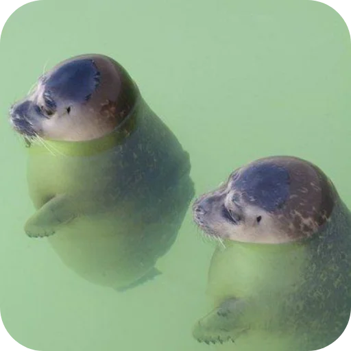 Стикер Tyulen37 - 1