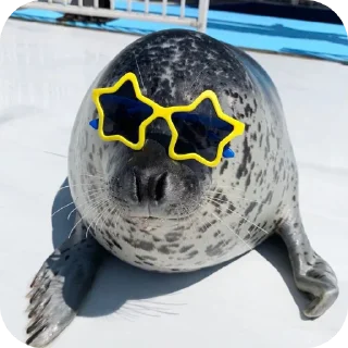 Sticker Тюлень - 2