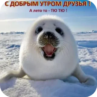 Sticker Тюлень - 10