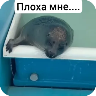 Sticker Тюлень - 4