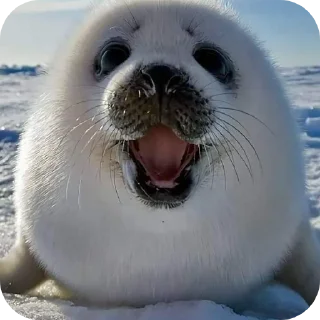 Sticker Тюлень - 8