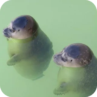 Sticker Тюлень - 3