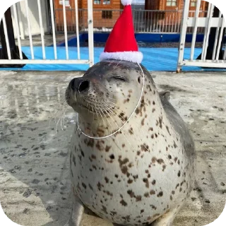 Sticker Тюлень - 6