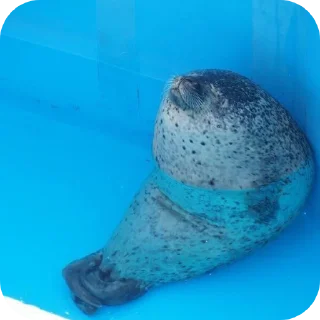 Sticker Тюлень - 5