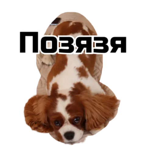 Sticker TzcKYamryYUe_by_stqr_bot - 1