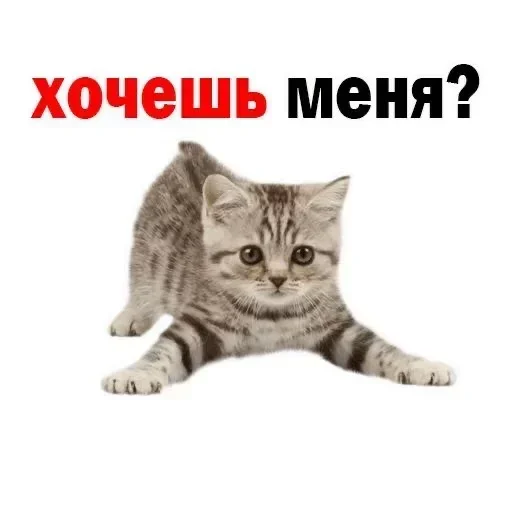 Sticker UCrwZNQPQK_by_stickers_stealer_bot - 1