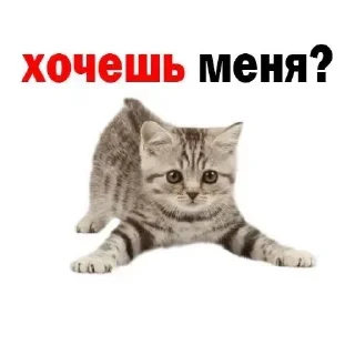 Sticker Больше стикеров 👉🏻 @stickertg4 - 2