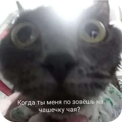 Стикер UELFXOV_by_stikers_du_ark_bot - 1